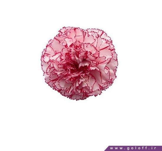 گل میخک ماریل - Carnation | گل آف